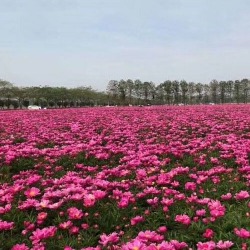 芍藥種植客戶(hù)